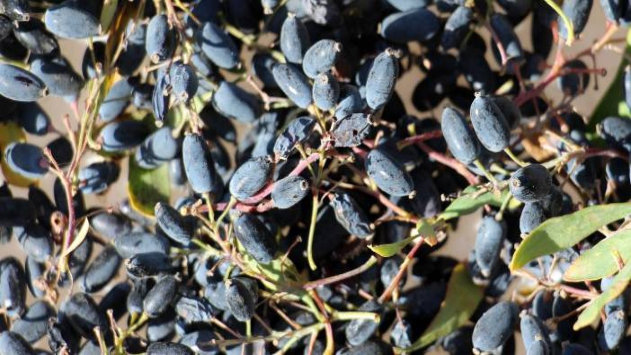 Şifa için dikenli çalıların arasından bin bir zorlukla topluyorlar