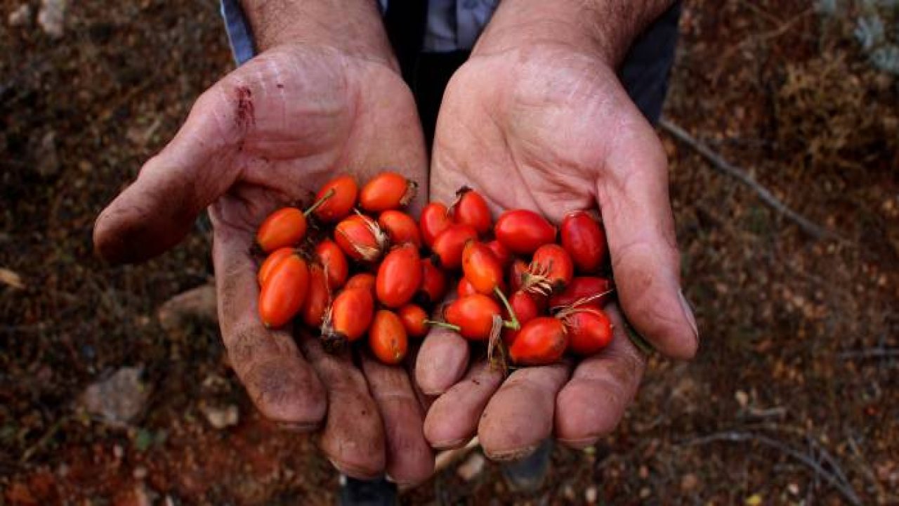 Kış aylarının vazgeçilmezi, zorlu arazilerde toplanmaya başlandı