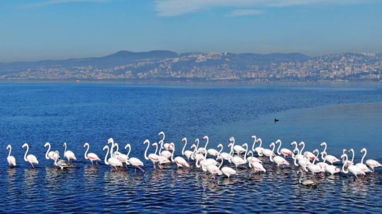 Göç etmeyen flamingoların görsel şöleni