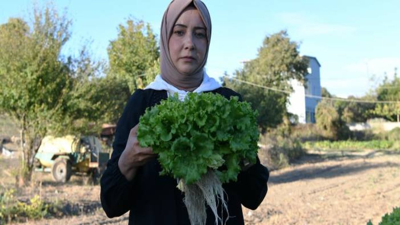 Topraksız tarımla marul yetiştirdi