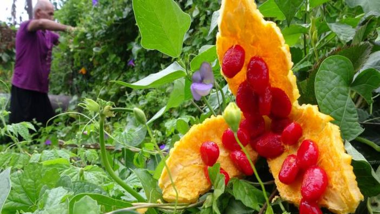 Kısmeti bahçesine geldi, şimdi tane tane satıyor para kazanıyor