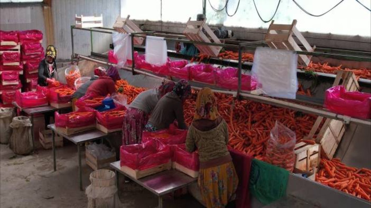 Havucun başkenti Beypazarı’nda hasat başladı