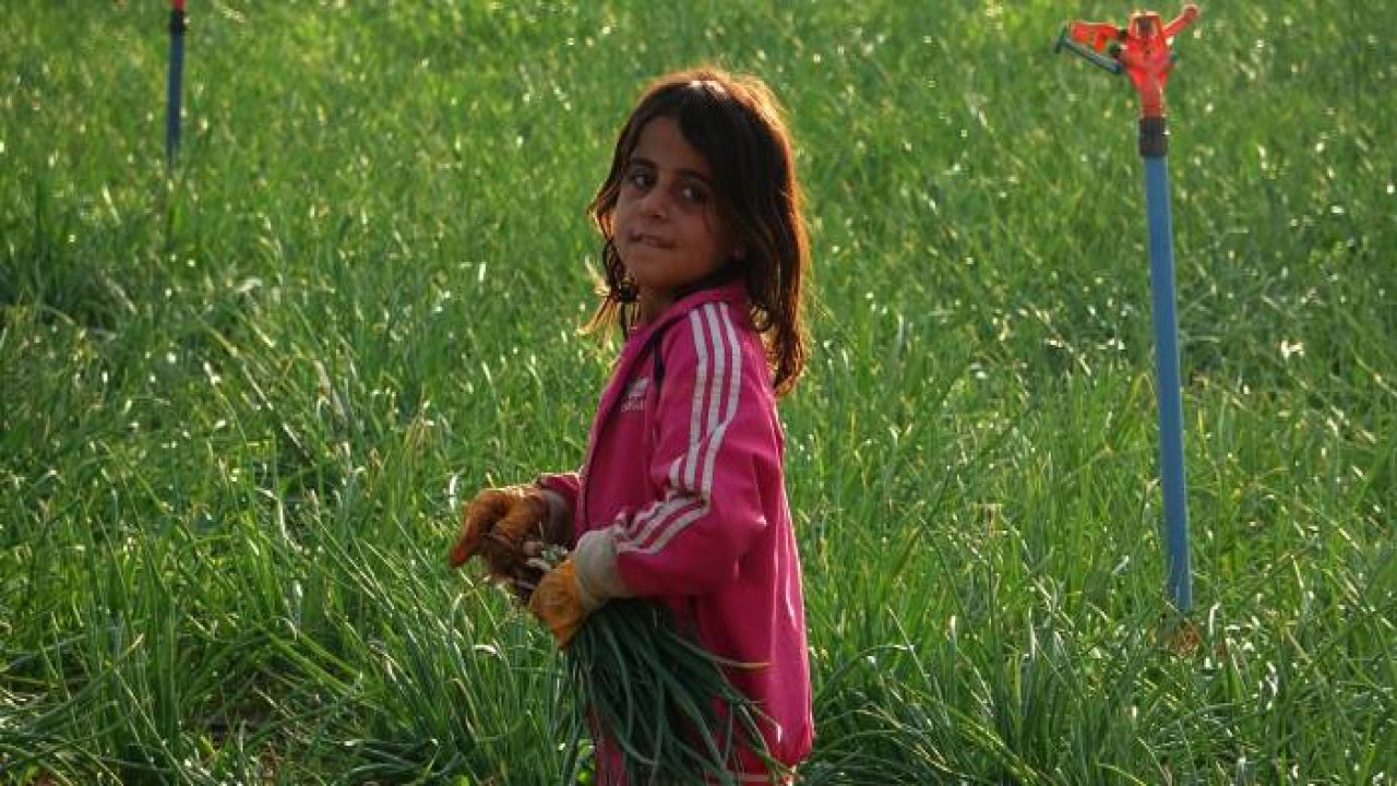 Teknolojisi olmayan hasadı elleriyle tek tek yapıyorlar