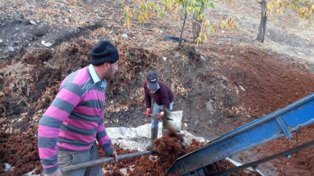 Kestanelerin sofralara yolculuğu başladı
