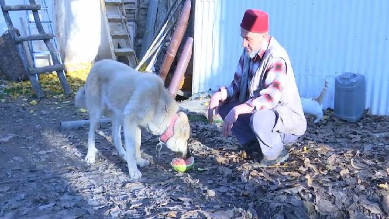 Kangal köpeğinin et yerine sebze yediğini gören Elazığlının şiveli tepkisi güldürdü