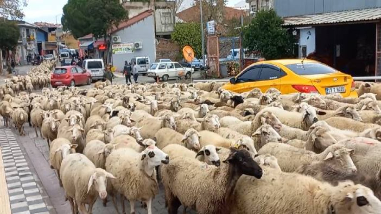 Kent merkezinden geçen koyun sürüsü ilginç görüntü oluşturdu
