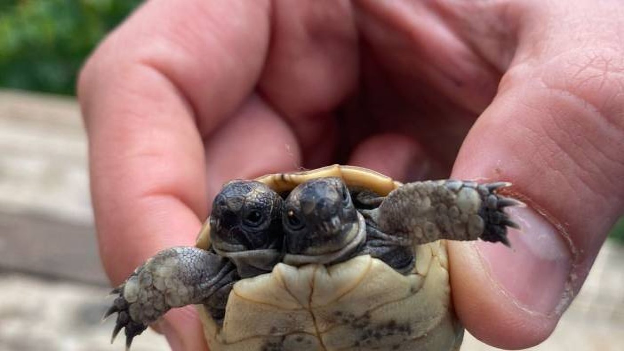 Antalya'da çift başlı kaplumbağaya özel bakım