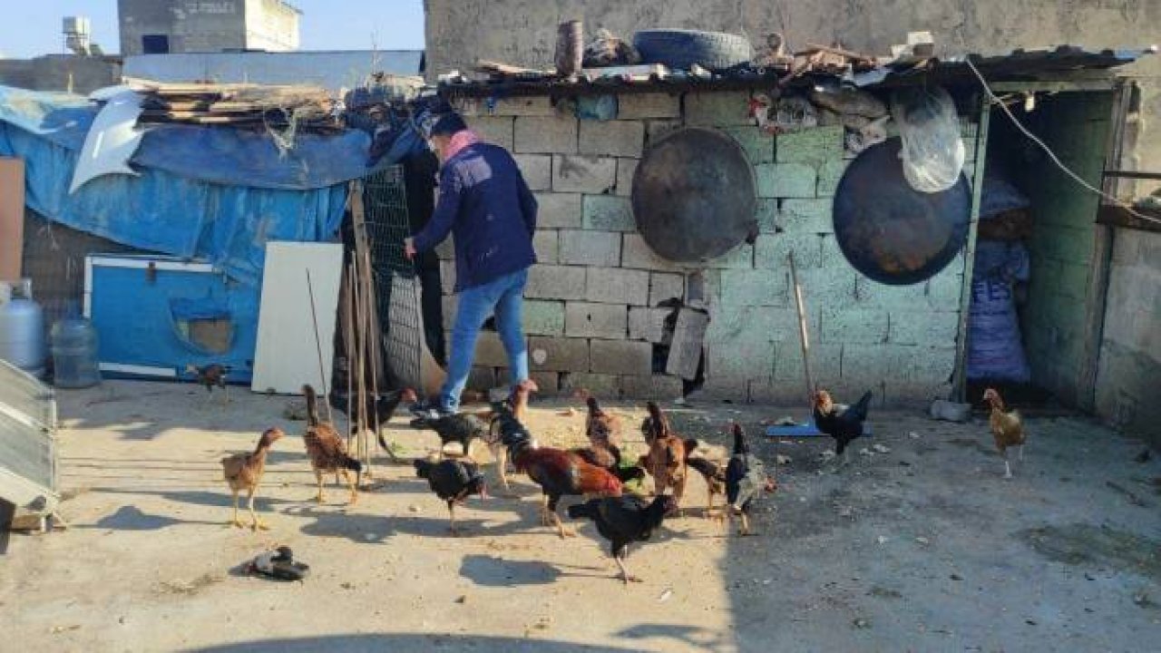 Güvercinlerini satarak aldığı tavuklarla yumurta üretimine başladı