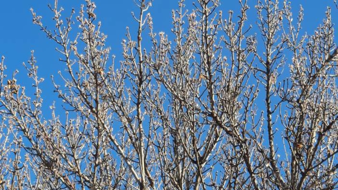 Kış ortasında çiçek açan badem ağaçları şaşırttı