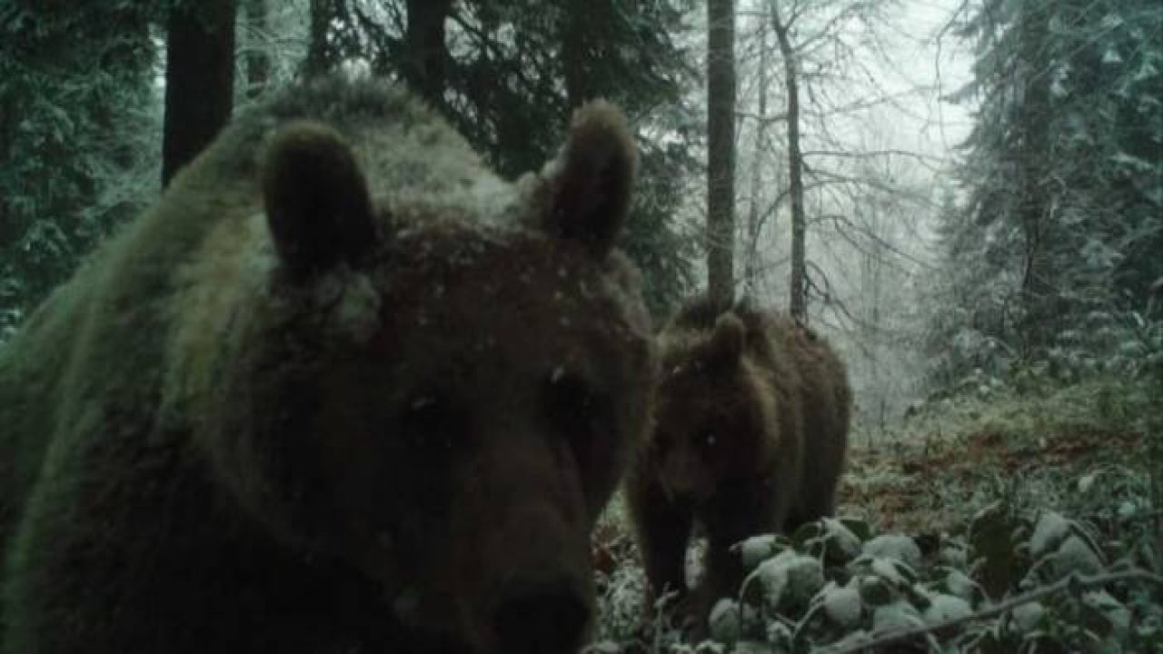 Havaların soğumasını bekleyen ayıları uyku tutmadı