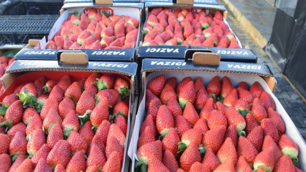 Topraksız çilekte yurt dışı taleplere yetişilemiyor