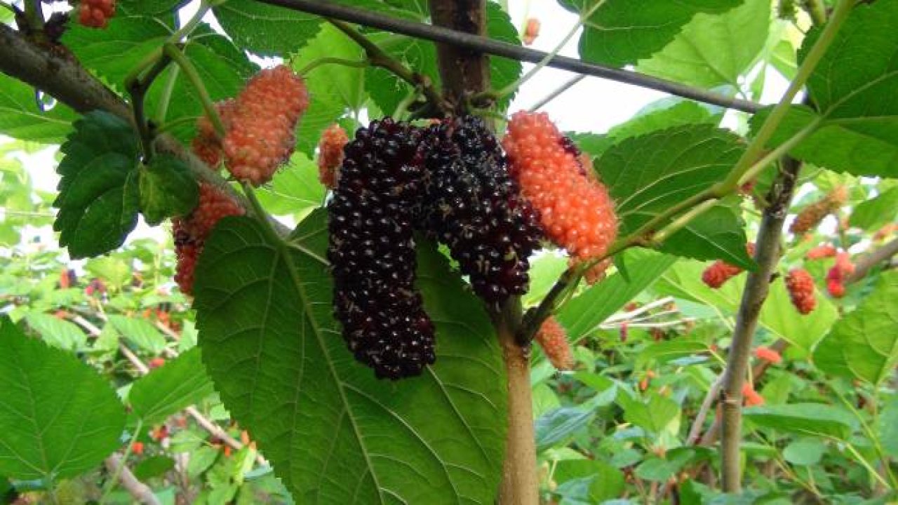 Silifke'de yılın ilk karadut hasadı yapıldı: Kilosu 110 TL