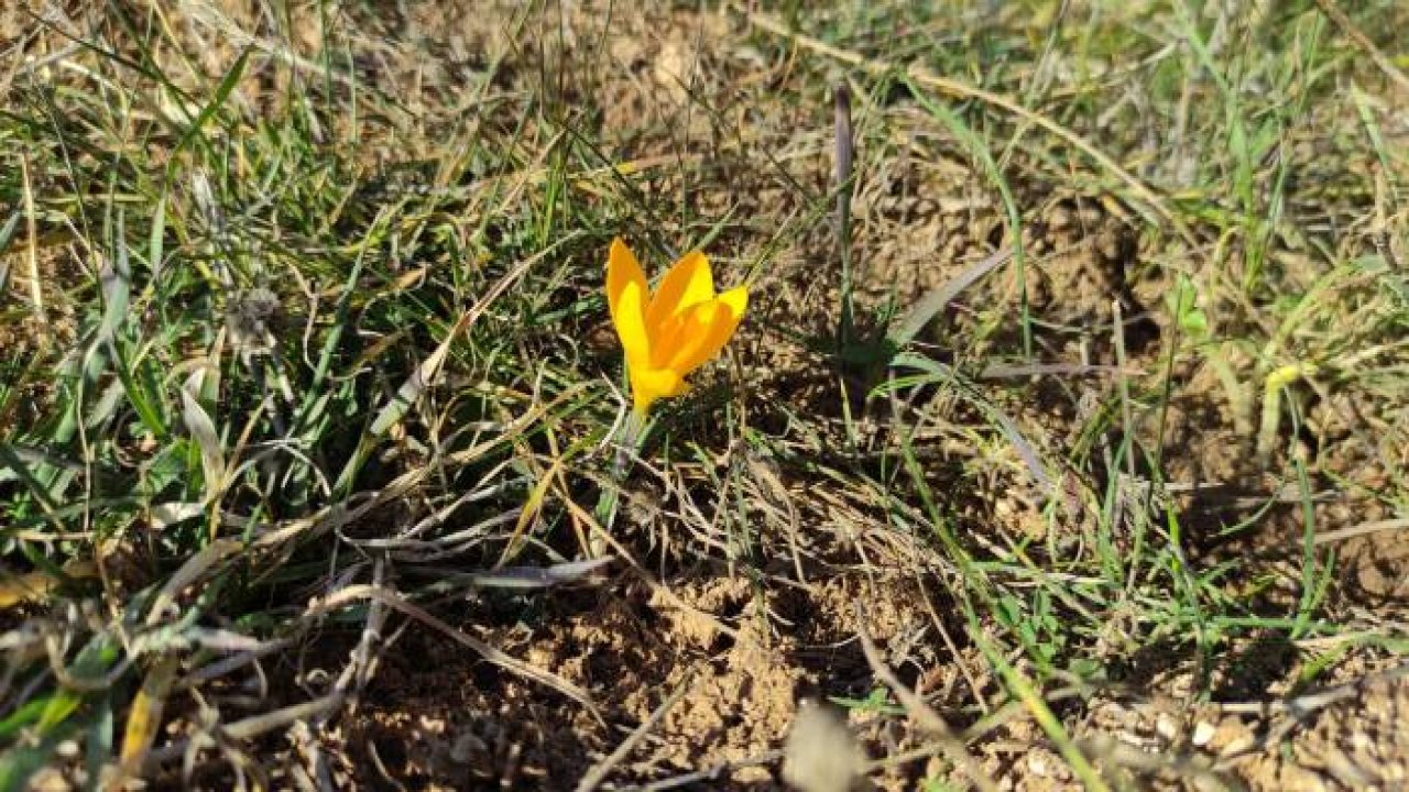 Baharın müjdecisi çiğdemler kış mevsiminde açtı