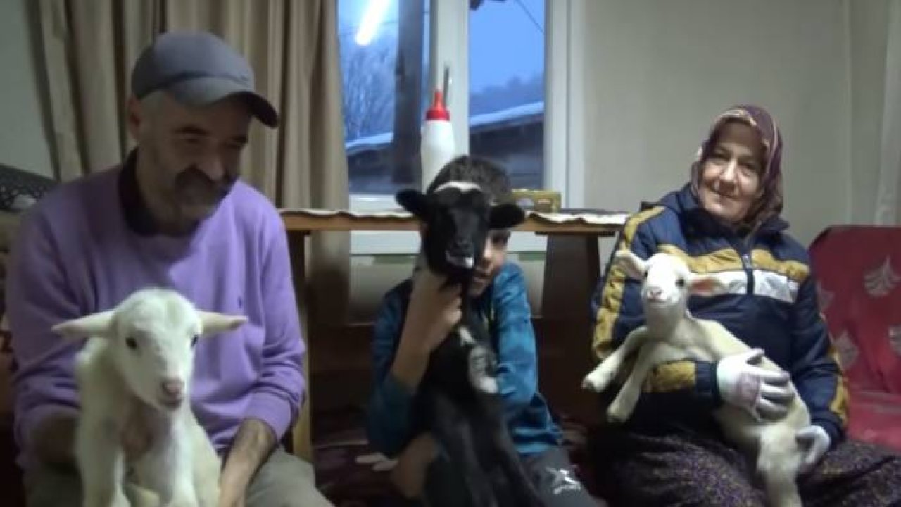 Yeni doğan kuzular donmasın diye evde bakıyorlar