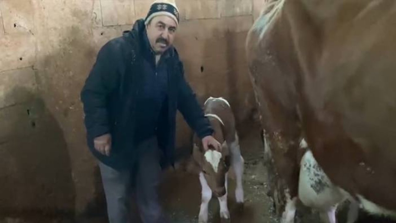 15 Gün erken doğan buzağılara "Deprem 1" ve "Deprem 2" ismini verdi