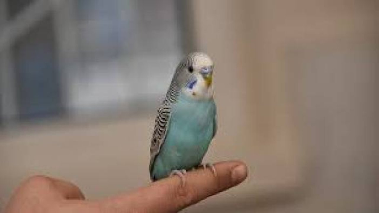 Muhabbet Kuşları depremi önceden hisseder mi?