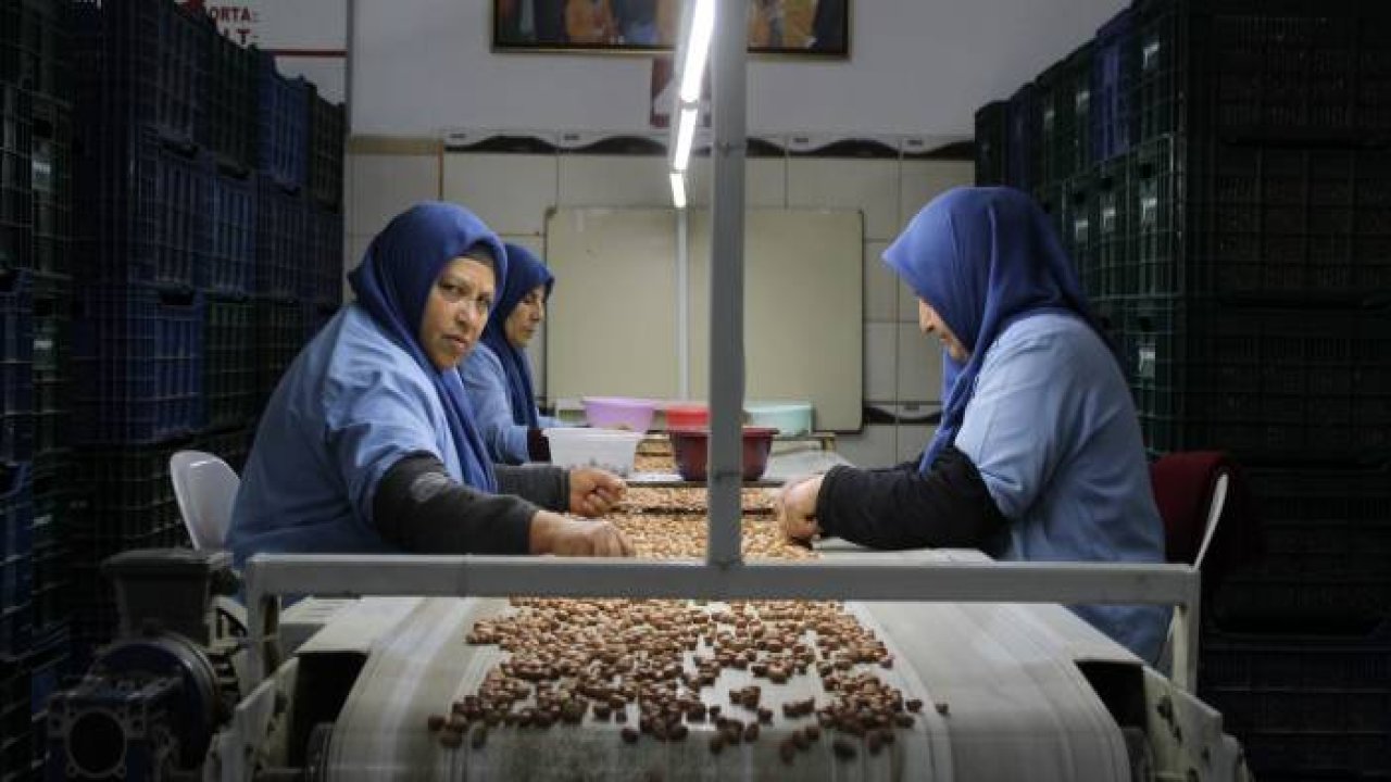 Osmaniye’de fabrikalar yer fıstığı üretimi için mesai yapıyor