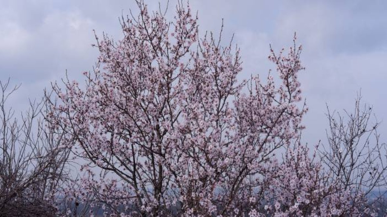 Badem ağaçları erken çiçek açtı