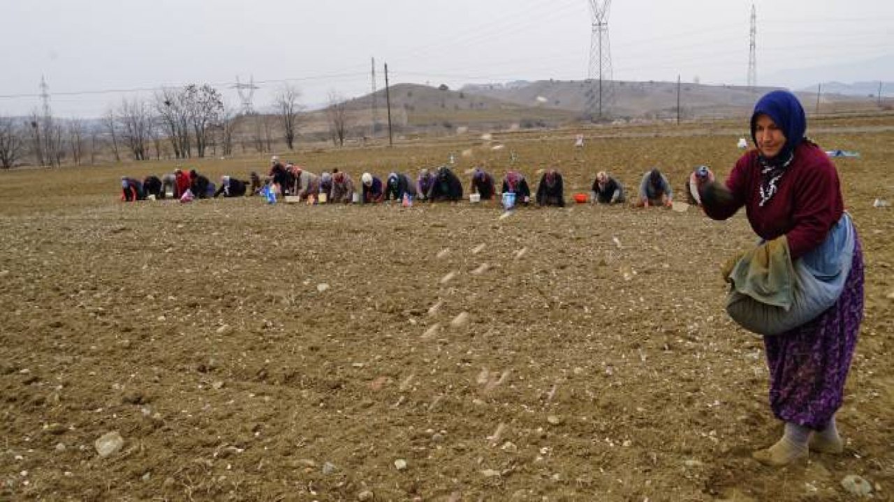 Dünyaca ünlü Taşköprü sarımsağı toprakla buluşuyor
