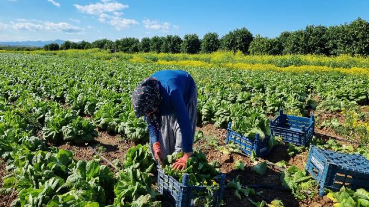 Ramazan'da salatanın vazgeçilmezi marulda hasat