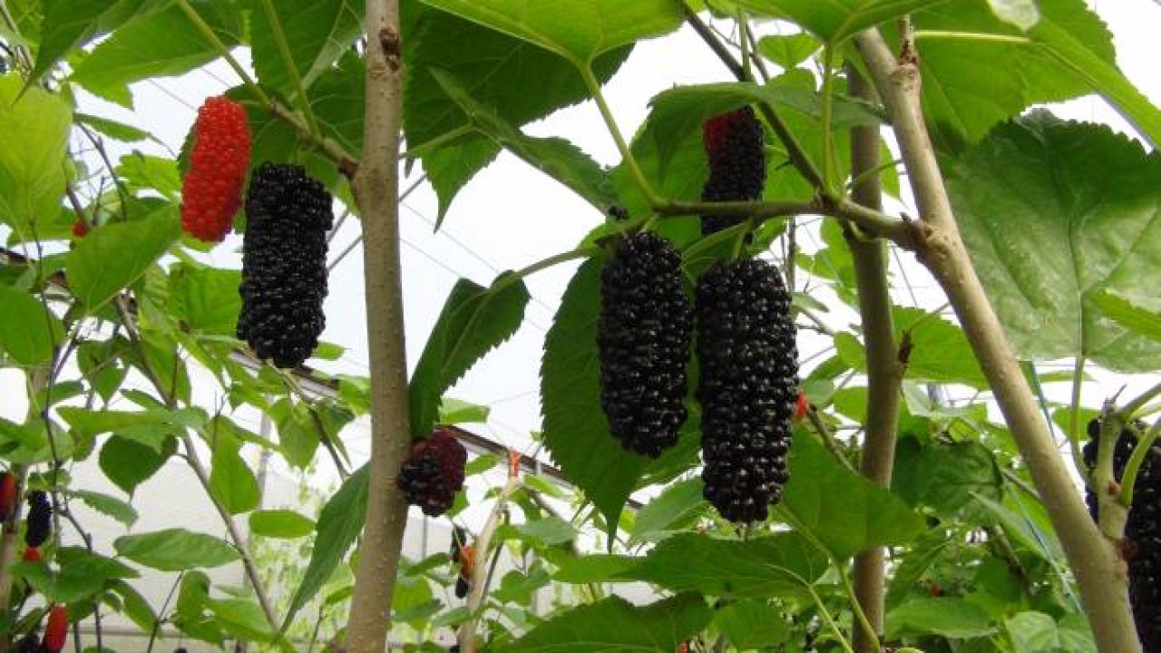 Mersin’de karadut hasadı: Kilosu 50 liradan ihraç ediliyor