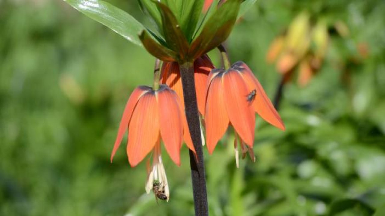 Şırnak'ta 'ters laleler' kartpostallık görüntü oluşturdu