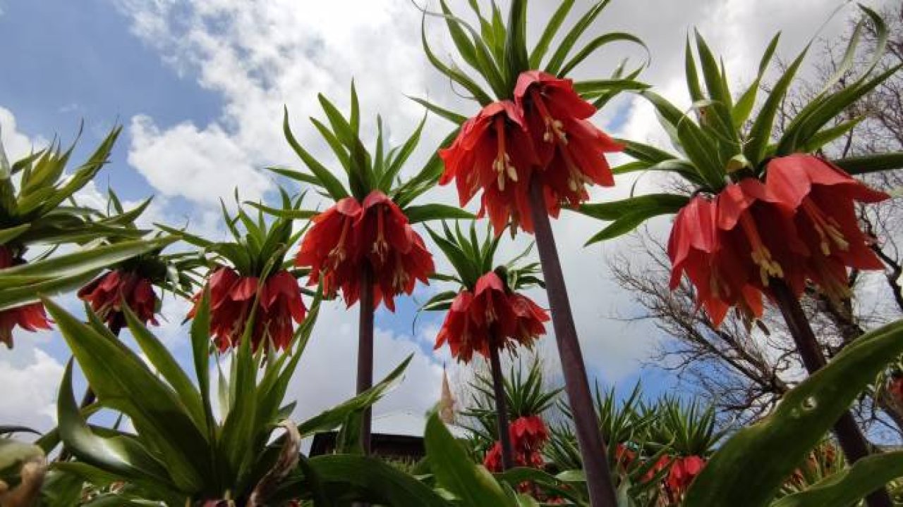 Ters lale koparanlara 244 bin 315 lira ceza