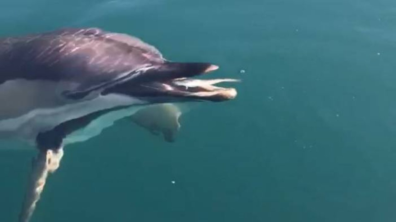 Yunusları elleriyle besliyorlar