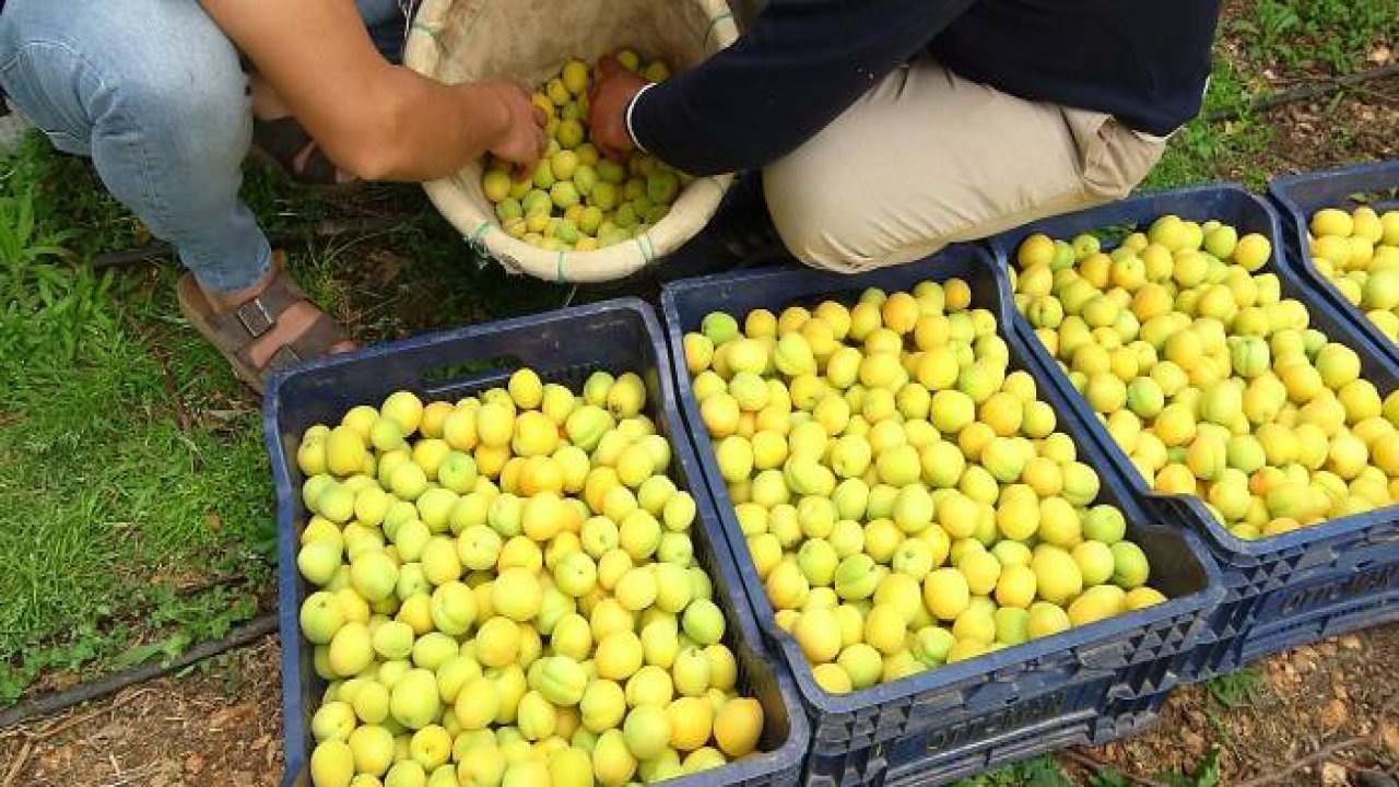 Sezonun ilk örtü altı kayısı hasadı yapıldı