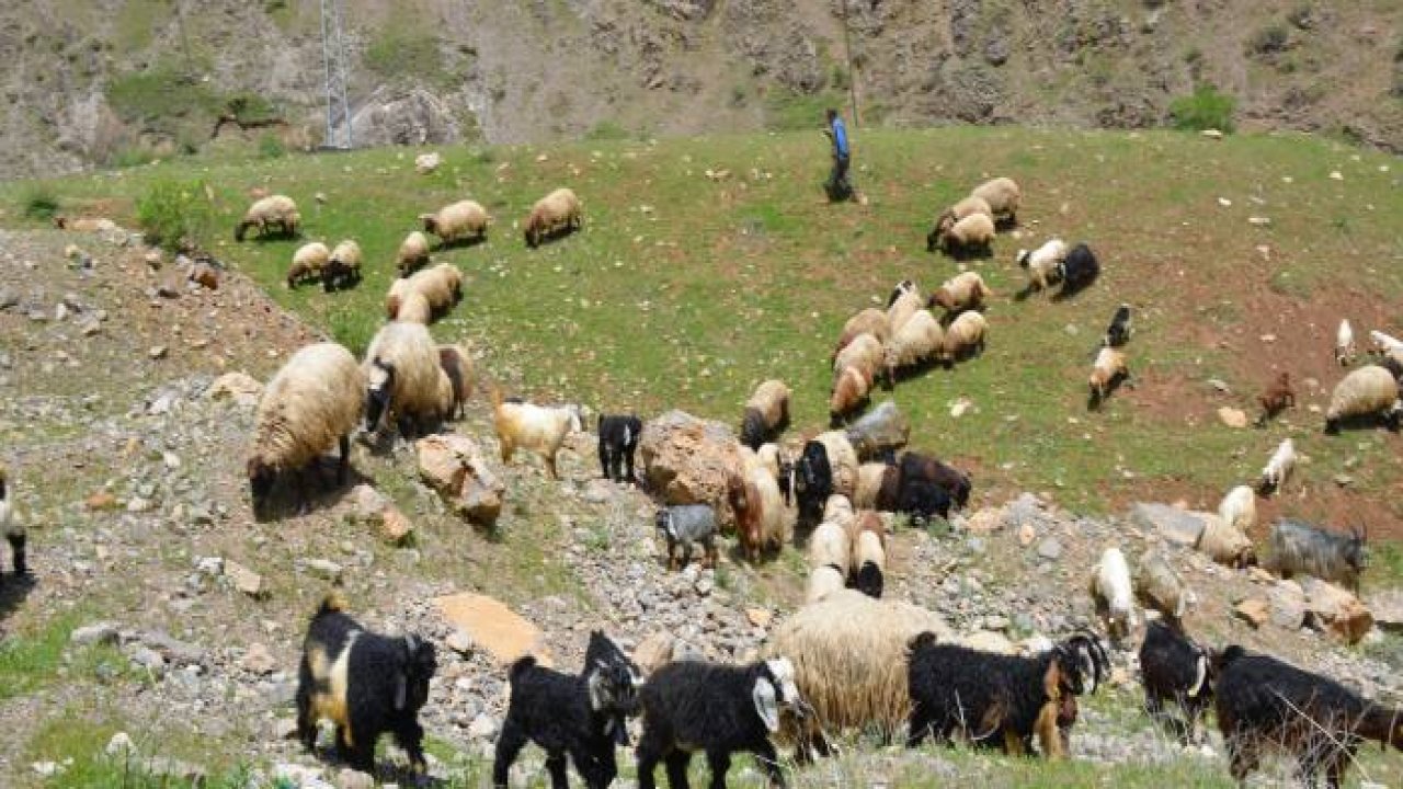 Şırnak’ta göçerler yaylaya ulaştı