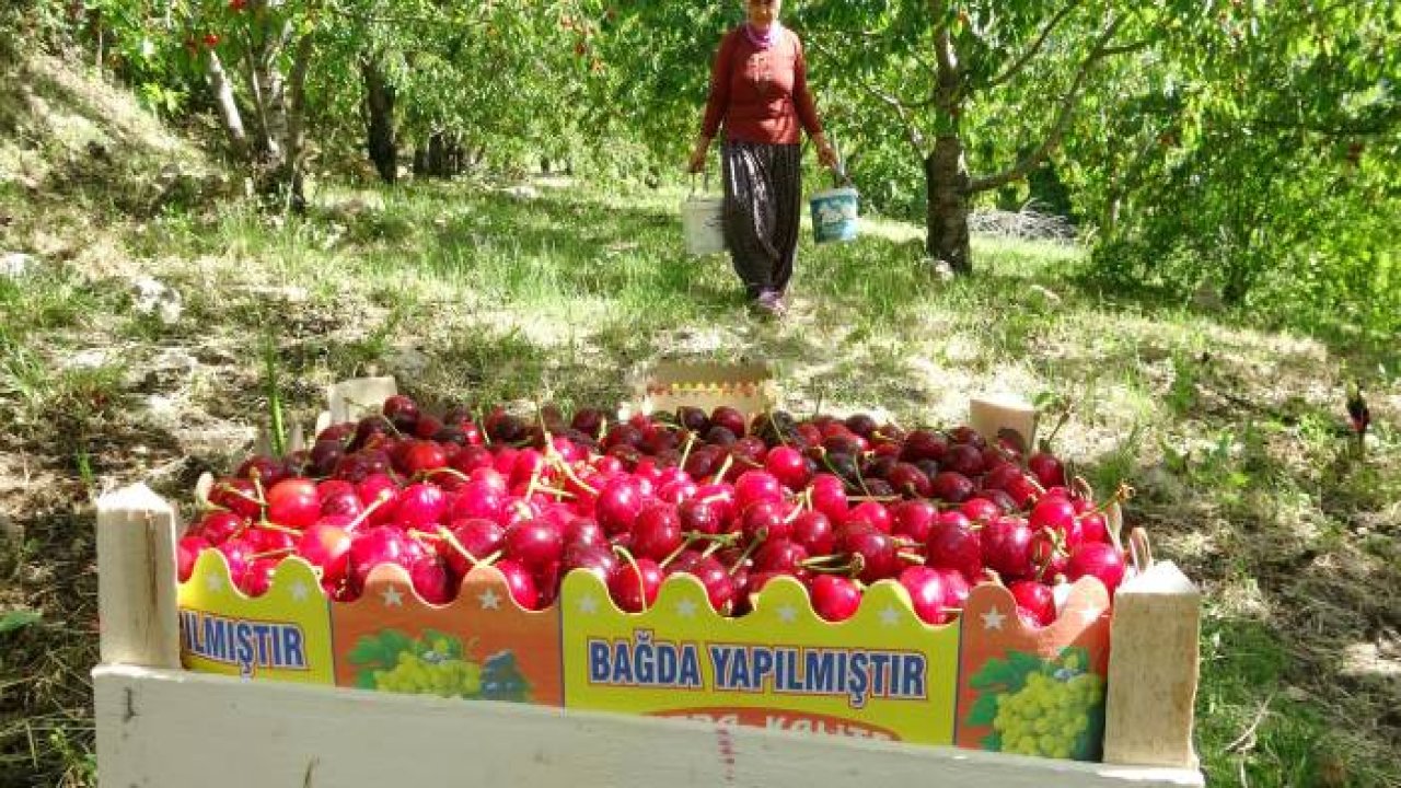 Turfanda kiraz çıktı: İlk hasatlar Norveç, Almanya ve Rusya'ya
