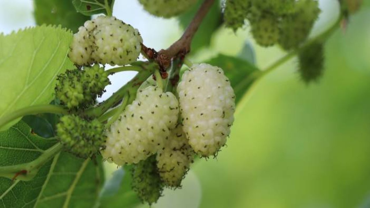 Ayvalı’da dutlara göz düştü