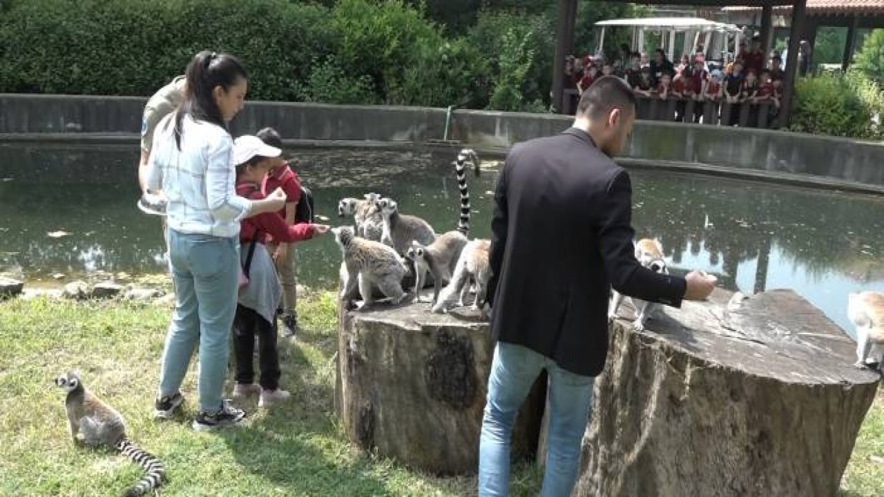 Öğrenciler lemurları elleriyle besledi