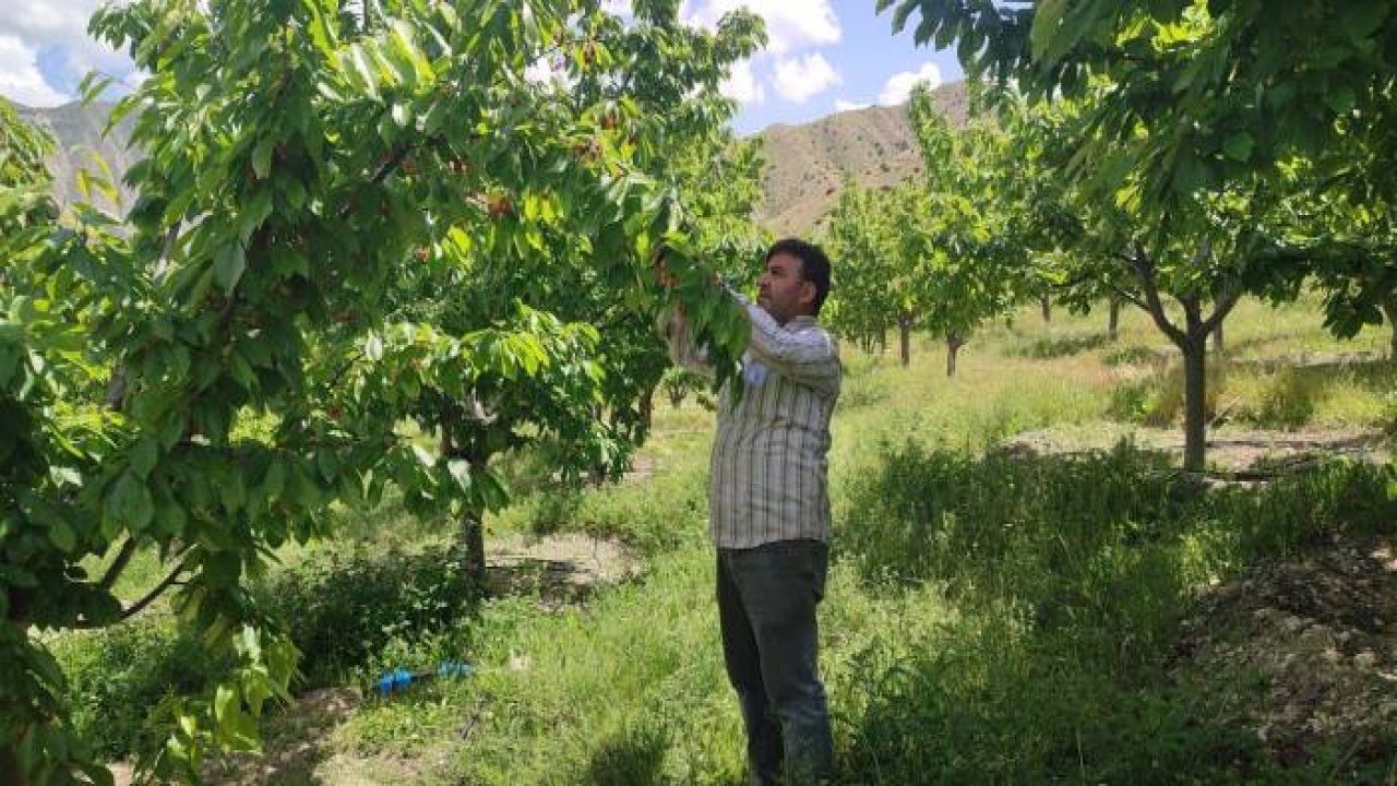 Yılda 7 ton kiraz üretiyor