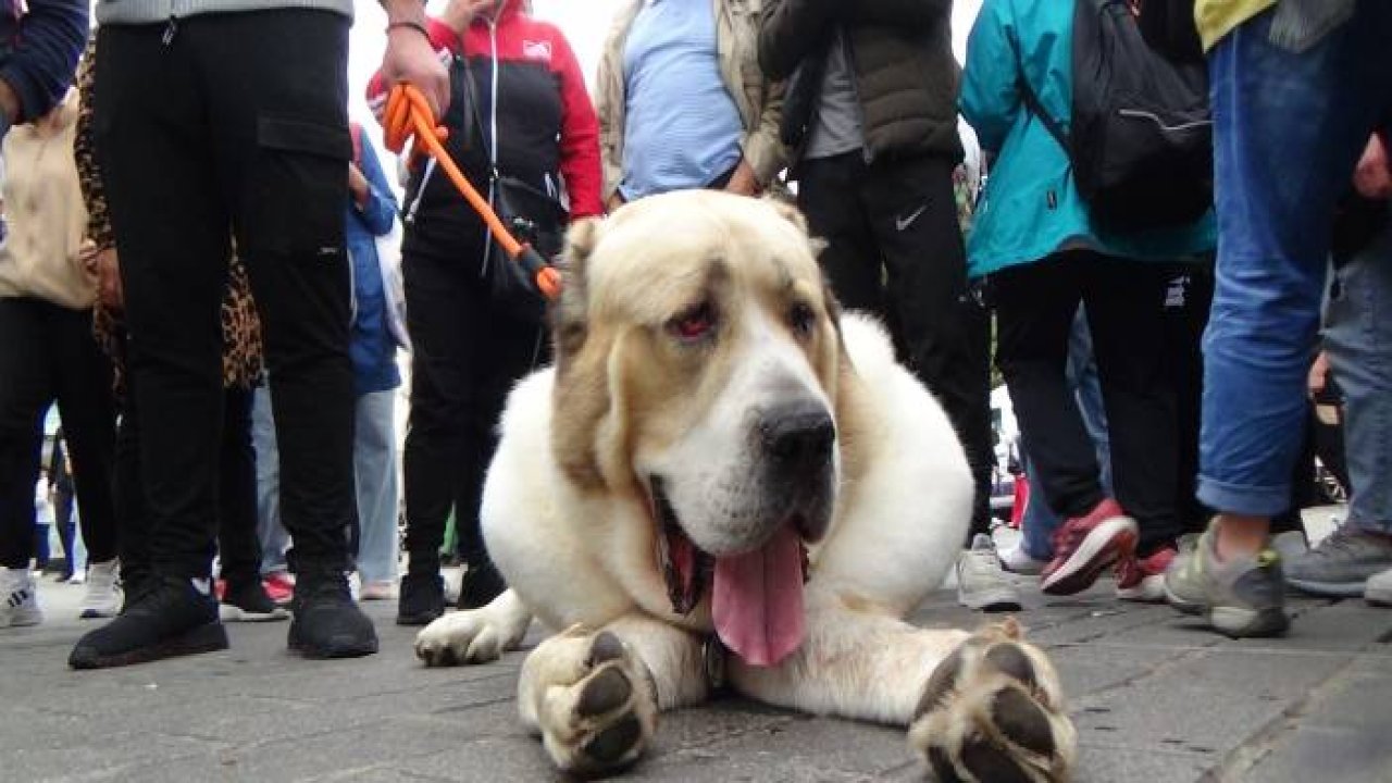 Şampiyon dev köpek Taksim’de ilgi odağı oldu