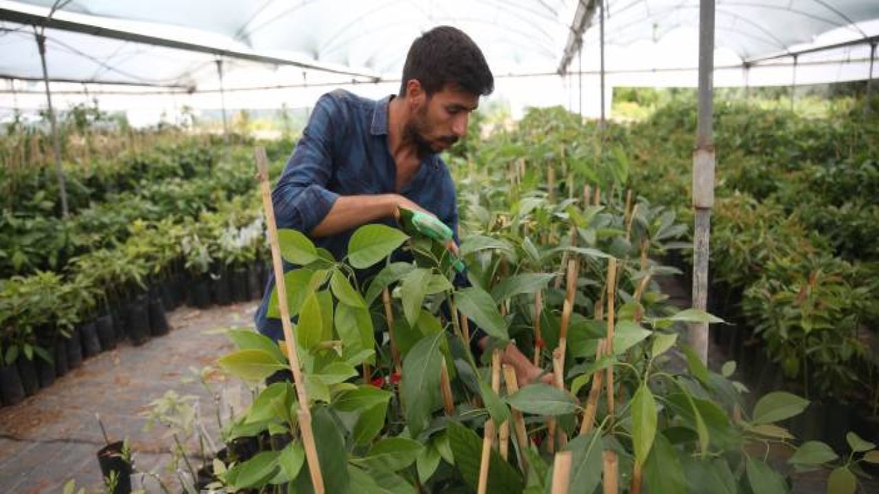 Portakal ağaçları arasında avokado üretimine başladı, şimdi ihracat aşamasında