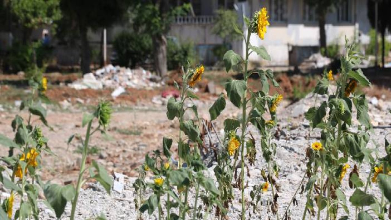 Enkaz altında kalıp boy veren ay çekirdekleri çiçek açtı