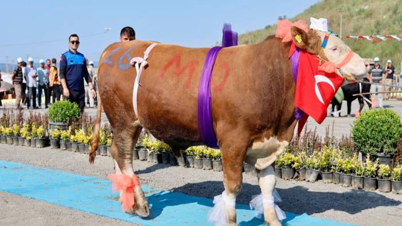 "En Güzel Kurban Yarışması" düzenlendi