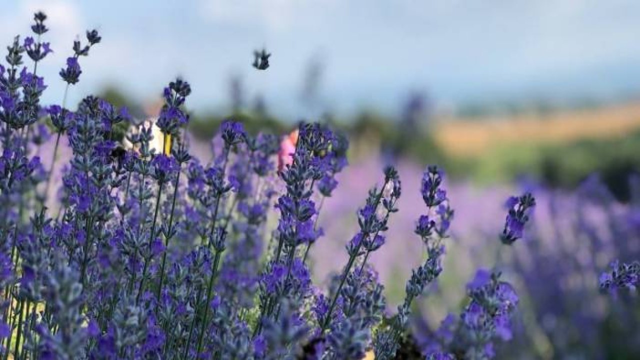 Lavanta bahçesi fotoğrafçıların ve yerli turistlerin uğrak noktası oldu