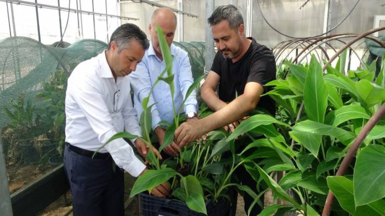 Tescilli Erdemli muzunun doku kültürüyle fidesi üretildi