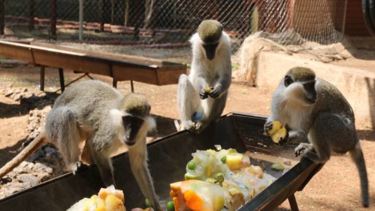 Kavurucu sıcakta maymunlar özel buzlu meyve kokteyliyle, boz ayı ailesi ise havuzda serinliyor