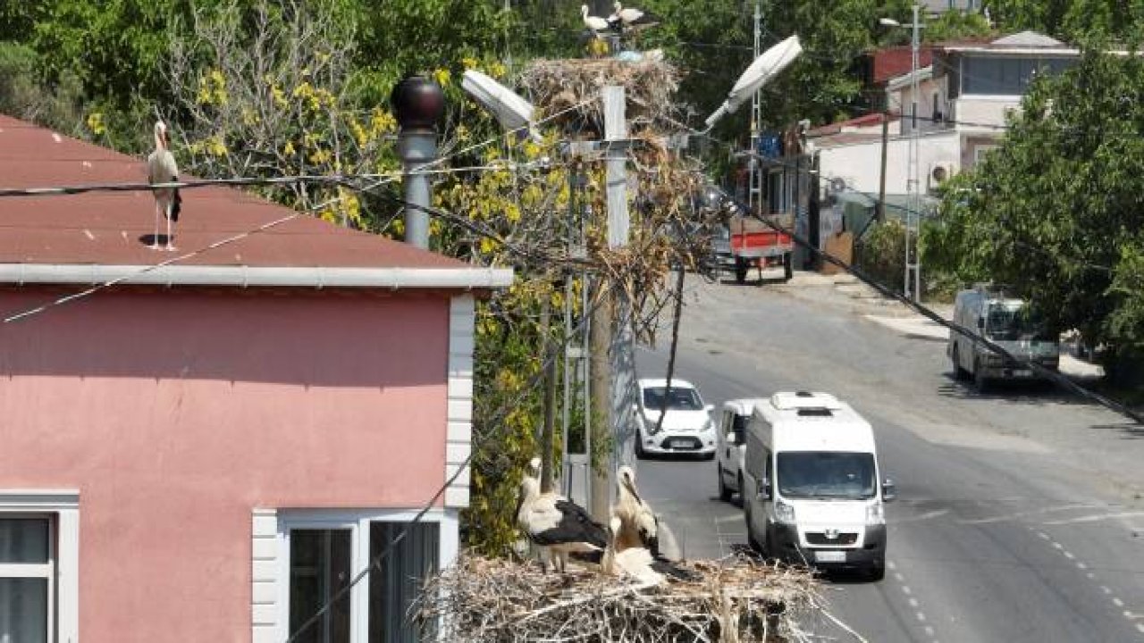 Leylekler İstanbul'da insanlarla iç içe yaşıyor