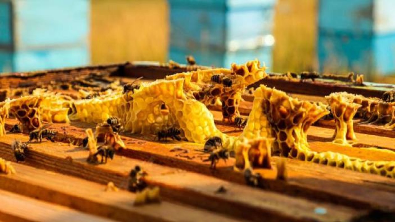 Şafak 69, arıcıların bekleyişi tamamına ermek üzere