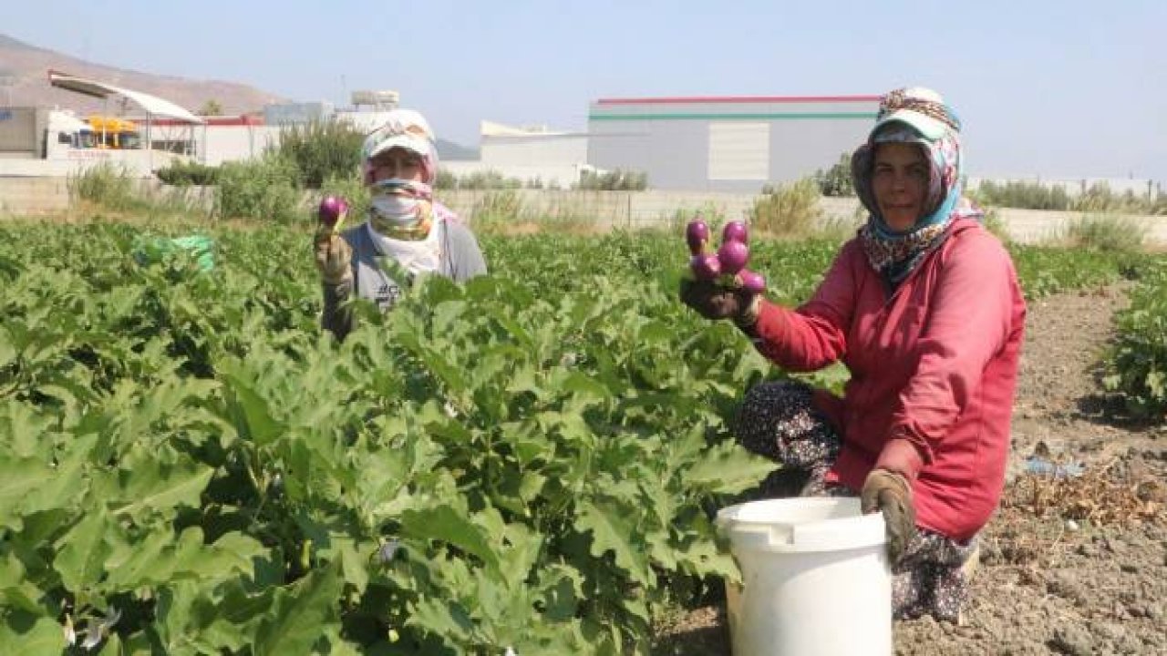 İşçilerin 50 derecede zorlu hasat mesaisi