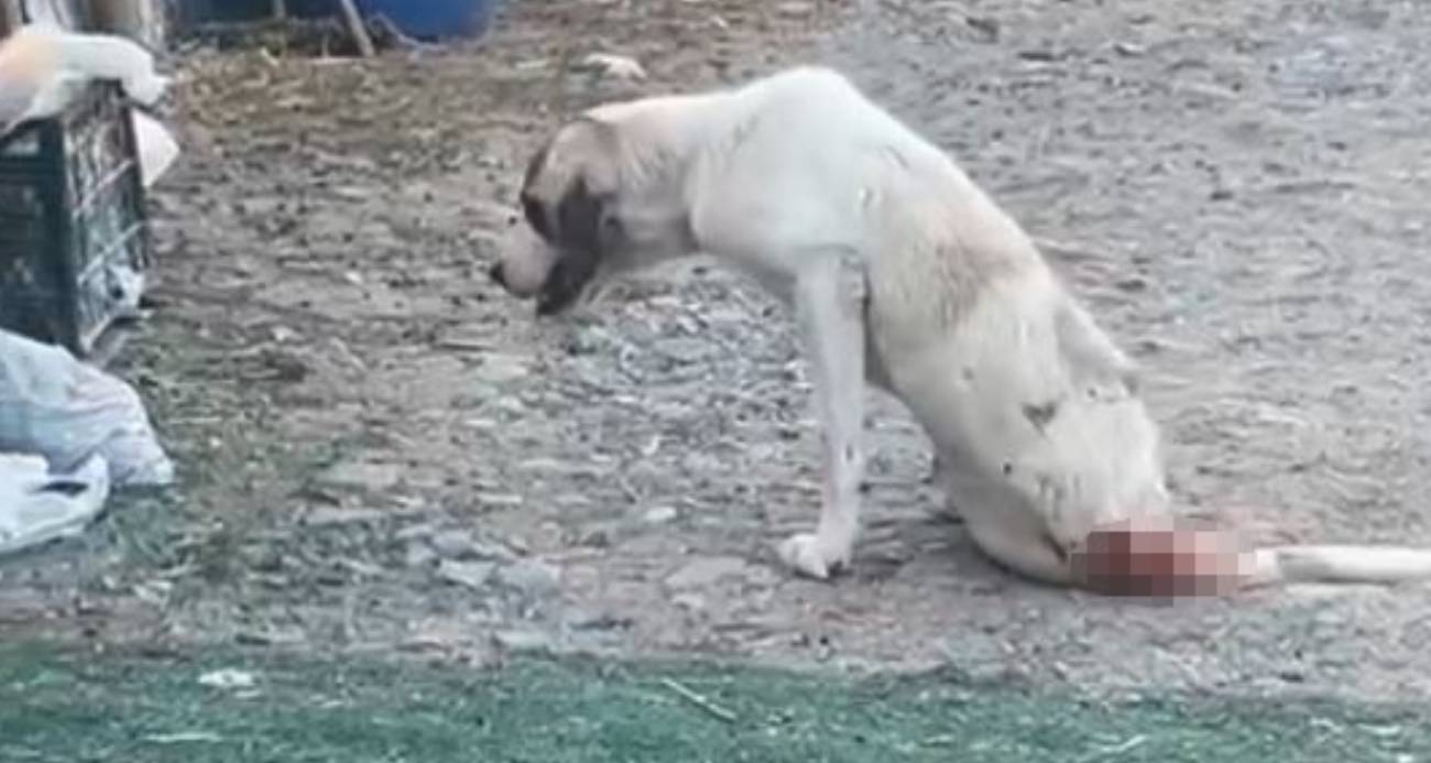 Çoban köpeklerine silahlı saldırı