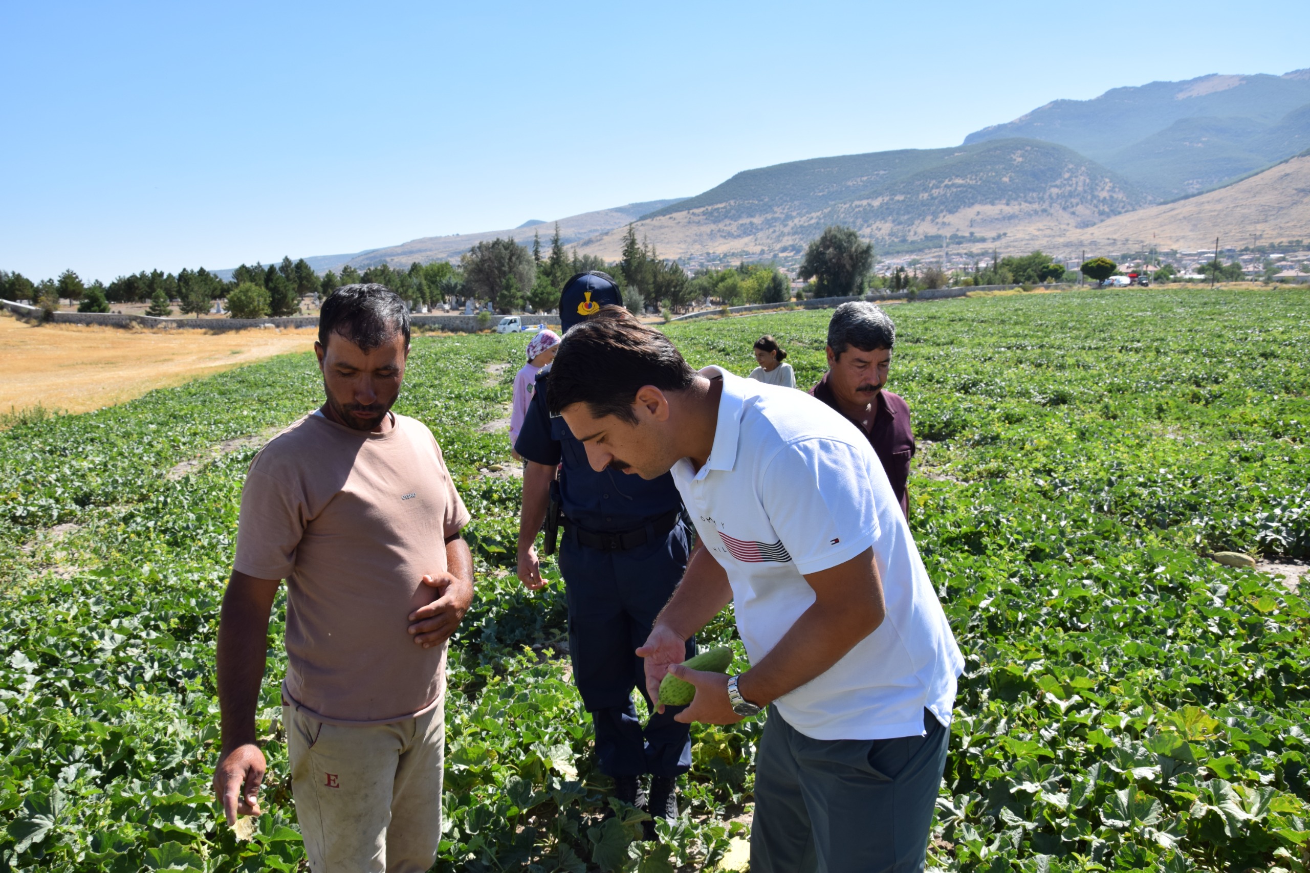 Konya'nın ünlü lezzeti hırtlakta hasat telaşı
