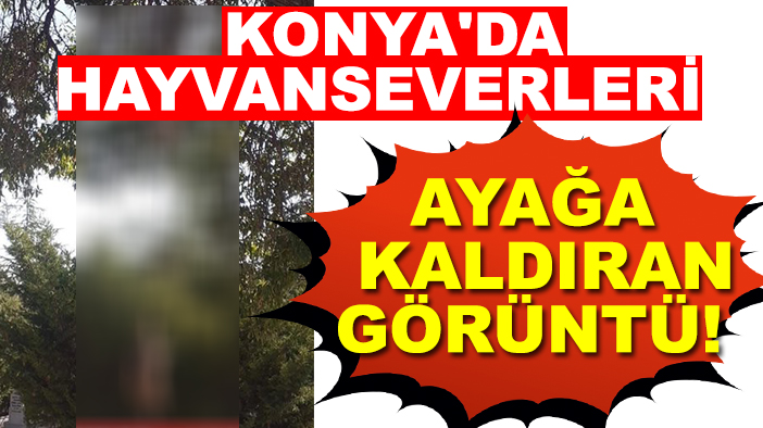 Konya'da hayvanseverleri ayağa kaldıran görüntü!  Sincapları ayaklarından astılar...