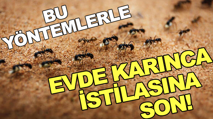 Bu yöntemlerle evde karınca istilasına son!