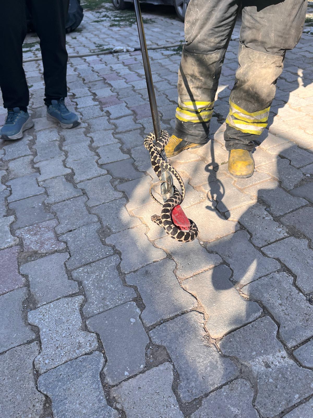 Konya'da evin bodrumuna yılan girdi!