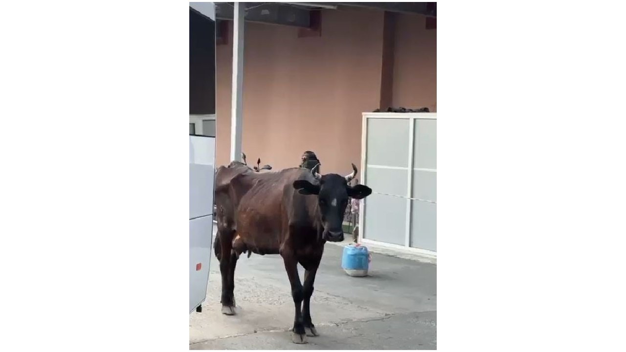 Tekirdağ’da hastaneye gelen inek gülümsetti